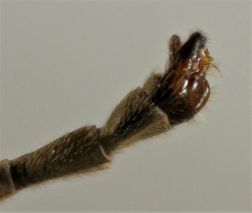 Leptogaster guttiventris